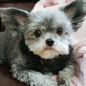 Meet your Posher, Heidi